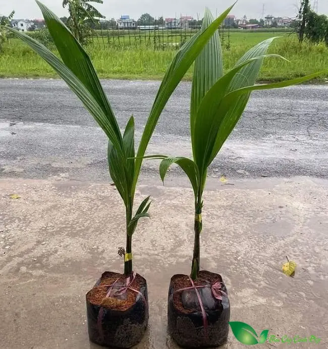 High quality Vietnamese coconut seedlings with reasonable prices, dwarf Siamese coconuts have many uses