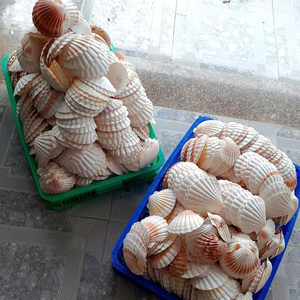 Toptan büyük doğal deniz kabukları deniz salyangoz kabukları beyaz tarak kabukları dekorasyon için Vietnam ihracat hazır - Product Image 1