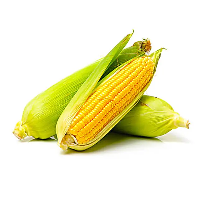 Hot Deal 2024 Maize (corn) with 100% Naturally Made and Bulk Quantity Maize (corn) For Sale By Exporters