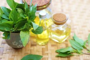 100% pure <strong>tulsi</strong> <strong>oil</strong> indea <strong>Oil</strong> Wholesale Bulk <strong>tulsi</strong> <strong>oil</strong> indea <strong>Oil</strong> Natural and Pure <strong>tulsi</strong> <strong>oil</strong> indea <strong>oil</strong>