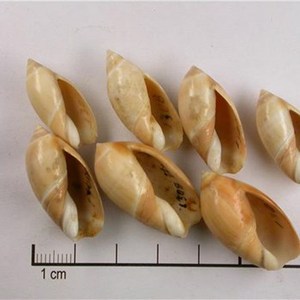 หอยทะเลอบแห้ง/เปลือกหอยเพอร์คิวลัม - Product Image 5