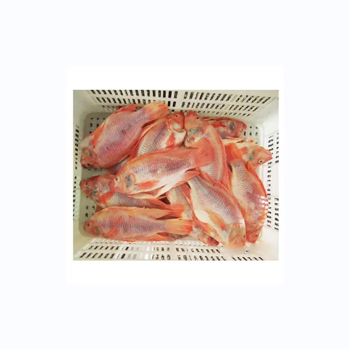 수출 라이브 냉동 빨간 틸라피아 물고기 판매 하이 퀄리티 틸라피아 냉동 검정과 빨강 틸라피아 물고기, 냉동 생선 필레 레드 틸라피아