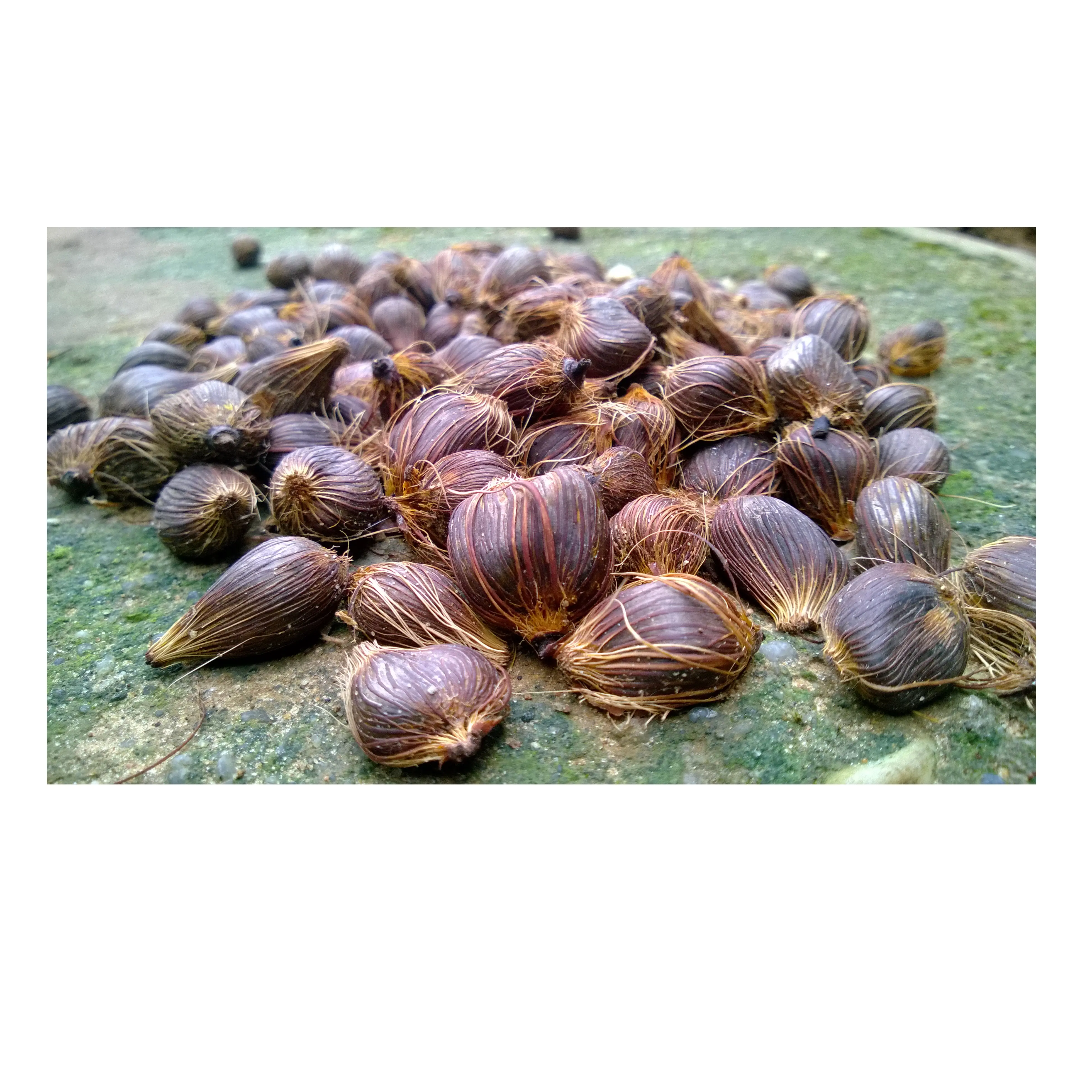 Noix de palme de qualité | Noix de coquille de palmier à bas prix.