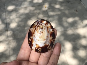 ידידותי לסביבה מתנות חום שנהב סגלגל סיטונאי צדף עלוקת חילזון פגז המחיר הטוב ביותר ספק וייטנאם