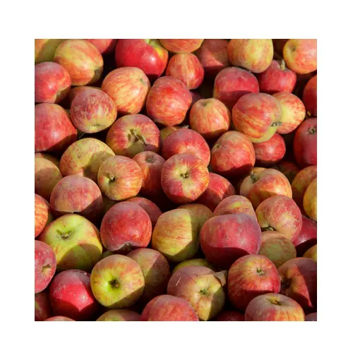Çiftlik taze Winesap ağaç elma | Kırmızı elma satın Online toptan anlaşma üretici toplu taze elma meyve