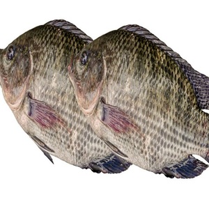 冷冻尼罗罗非鱼新鲜和干燥风格1千克包装，供餐厅使用 - Product Image 5