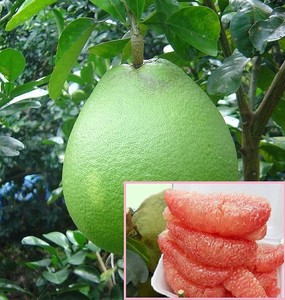 FRESH CITRUS FRUIT - FRESH <strong>POMELO</strong> - VIETNAMESE RED <strong>POMELO</strong> for EXPORTING/ Crystal - Product Image 5