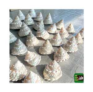 Large <strong>Hermit</strong> Crab <strong>Shells</strong> Bulk Natural Sea Conch Size 3&quot; - 4.7&quot; Turbo Seashells for Beach Decoration Waterplay Crafts