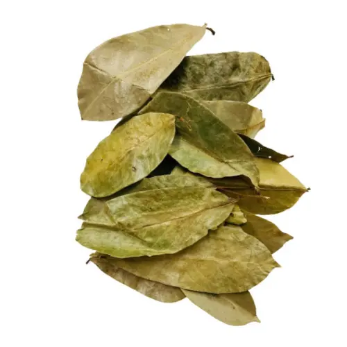 Tendência popular folhas de graviola chá folhas de graviola secas para venda/folhas de graviola secas com alta qualidade e melhor preço