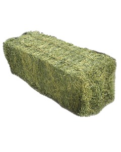 Fieno di erba medica essiccato al sole verde fieno disponibile alla rinfusa per programmi di alimentazione per animali da fattoria e Ranch