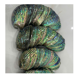 Polierte natürliche Abalone-Muscheln aus Vietnam Abalone-Muscheln für die Herstellung von Ohrringen und Küsten-Wohnkultur - Product Image 3