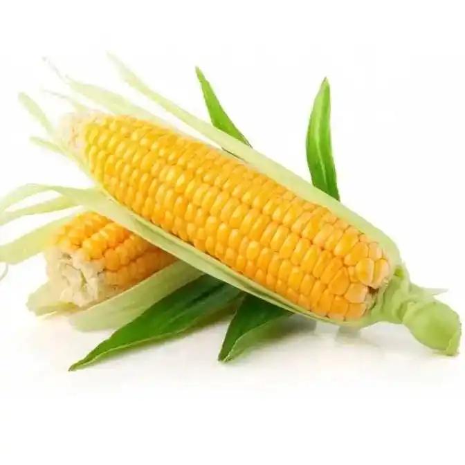 Non GMO White and Yellow Corn/Canned sweet corn kernel/ dried corn kernel in 2023