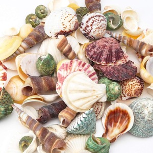 Mother of Pearl Seashell Emty Clean Queen Conch pink <strong>Shell</strong> Natural Ocean Seashells Assorted Coastal Sea <strong>Shells</strong> - Product Image 4