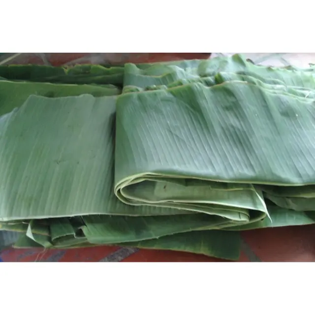 Atacado Fresh Green Banana Leaves Folha de Banana Congelada de Alta Qualidade para Transporte Internacional Do Vietnã