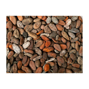 Granos de cacao de grano fermentado crudo orgánico de semillas de chocolate de precio barato de alta calidad