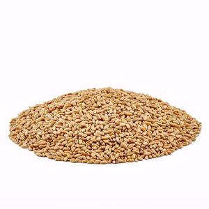 Gdo olmayan öğütme buğday tane - Product Image 3