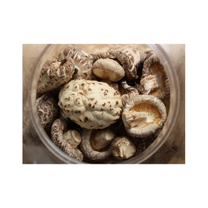 シイタケキノコLentinus Edodesバルク乾燥