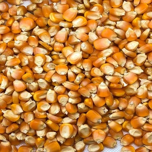 อาหารเกรด1สีขาวและสีเหลืองข้าวโพด/ข้าวโพดแห้งสำหรับขาย