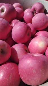 Fresh Red Delicious <strong>Apples</strong> From China for Export With Fuji <strong>Apple</strong> - Product Image 4