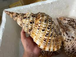 Conch <strong>Shells</strong> for Home Decoration and Handicraft - Natural Seashell From Vietnam // Ms. Beatrix - Product Image 2