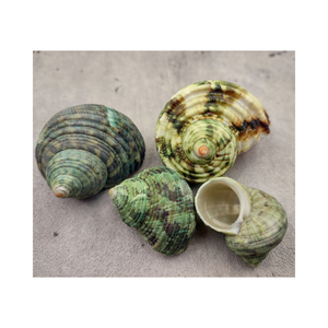Authentic Green Turbo <strong>Shell</strong> Beautiful Hand-Polished <strong>Shell</strong> from the Tropics - Product Image 4