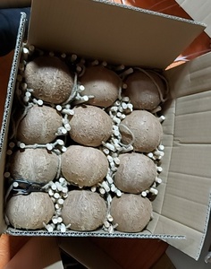 Prim kuş evleri doğal hindistan cevizi kabuğu kuş kafesi kuş yuva asılı kordon ile küçük Pet Parakeets Finches serçeler için