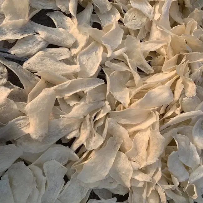 Sun dried Fish Maw Hersteller in Vietnam mit Good Deal Holiday