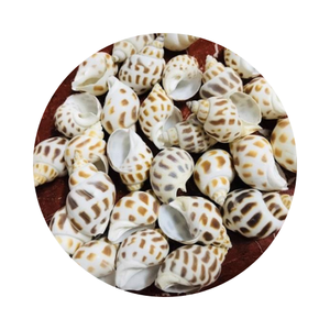 100% NATURAL SEASHELLS BABYLON AREOLATA <strong>SHELLS</strong> for DECORATION and DIY HANDMADE CRAFT GOOD PRICE/READY to SUPPORT in BULK - Product Image 1
