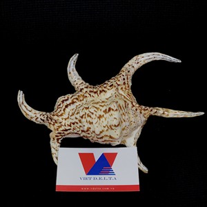 เปลือกหอยแมงมุมชิรากร้าเปลือกหอยเพื่อการส่งออกจากเวียดนาม - Product Image 2
