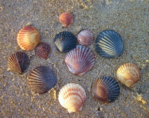 GOURMET SCALLOP <strong>SHELLS</strong> FOR RESTAURANT AND CATERING / DECORATION / HIGH QUALITY - Product Image 2