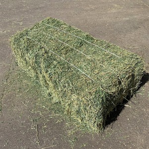 Fieno di erba medica essiccato al sole verde fieno disponibile alla rinfusa per programmi di alimentazione per animali da fattoria e Ranch - Product Image 3