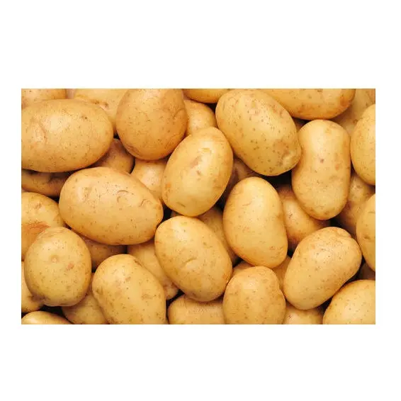 niedrigster preis neue saison kartoffel großhandel frische kartoffel afrika gemüse premium qualität massenware menge für export aus europa