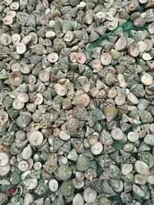 En çok satan deniz kabukları renkli deniz kabuğu ile karışık çeşitli boyutlarda Premium kalite deniz kabukları ihracat için ucuz fiyata - Product Image 2