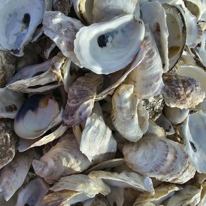 เปลือกหอยหอยนางรมขนาดใหญ่ชายหาดหอยนางรมทะเลธรรมชาติเปล่าพร้อมเปลือกหอยเป็นจำนวนมากสำหรับการส่งออก - Product Image 6