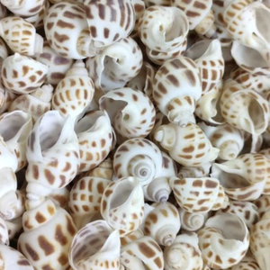Vietnam tatlı babil salyangoz kabukları Viet Fargimex tarafından doğal dekoratif deniz kabuğu el sanatları, Handpicked ve en iyi fiyata sunulan - Product Image 4