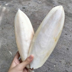 Terbaik penjualan cumi-cumi tulang kalsium alami sumber untuk burung peliharaan kura-kura kelinci paruh perawatan Shell mendukung kerajinan 2025 - Product Image 5