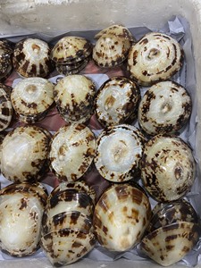 Premium deniz kabukları: rakipsiz fiyatlarla Limpet kabuğu, Murex Operculum ve salyangoz kabukları - Product Image 5