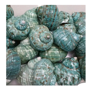Conch Shell aus Vietnam in Grün und Weiß für Shell-Sammlungen und Kunstprojekte von 99 Gold Data Exporter - Product Image 6
