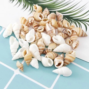 Mother of Pearl Seashell Emty Clean Queen Conch pink <strong>Shell</strong> Natural Ocean Seashells Assorted Coastal Sea <strong>Shells</strong> - Product Image 6