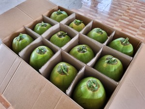 大量かつ競争力のある価格で輸出可能な新鮮なココナッツの多様性サイズ - Product Image 5