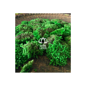 最畅销的森林绿色苔藓种植来自越南的树木保暖 - Product Image 1