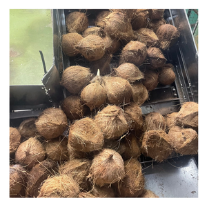 Fornitura diretta di cocco fresco maturo Vietnam, cocco semigreggio di prima qualità con carne di cocco spessa, cottura di cocco fresco maturo