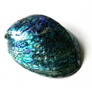 Unpolished <strong>Paua</strong> Shells in Customized Shape - Product Image 1