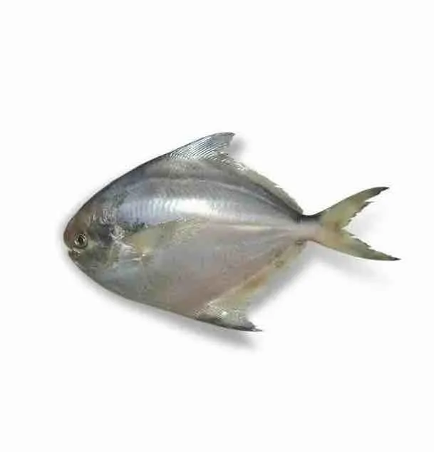 실버 폼프렛 물고기 레드 폼프렛 냉동 해산물 생선