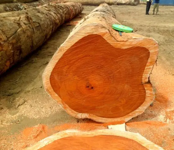Hochwertiges afrikanisches Padauk-Holz Holz/Holz/Schnittholz mit verhandelbarem Preis für Boden möbel und andere Holz gegenstände