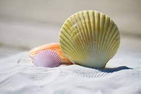 PREMIUM BEACH SEASHELLS / HOME DECORATION / DIY PROJECTS / NATURAL FINISH - Product Image 6