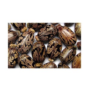 Toptan alım ve ihracat pazarları için toplu olarak mevcut Premium hint tohumları - Product Image 1