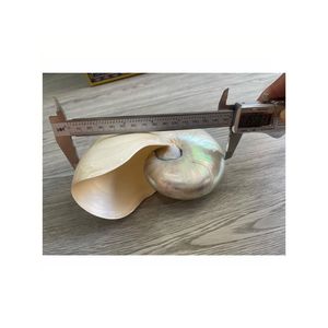 GROSSER GROSSHANDEL NAUTILUS SEA SHELL MIT/OHNE POLIERT FÜR HANDWERK DEKORATION GÜNSTIGER PREIS NAUTILUS SHELL IN VIETNAM - Product Image 1