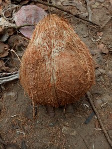 Prodotto caldo Semi sbucciato noci di cocco maturo-Vietnam fornitore, di alta qualità, frutta tropicale di lunga durata - Product Image 4