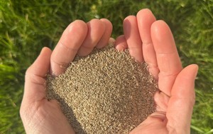 Cao cấp poa pratensis KENTUCKY bluegrass. Chất lượng cao phát triển rất nhanh, thiết lập nhanh và chịu lạnh (greenplay dlf) - Product Image 3